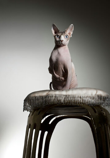 Sphynx II